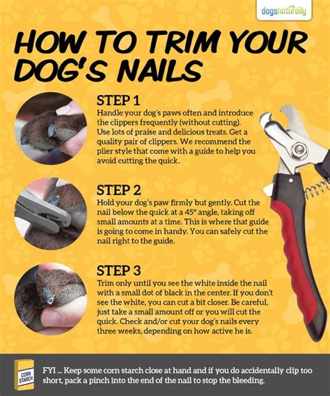 A Stress-Free Way For Trimming Your Dog’s Toenails