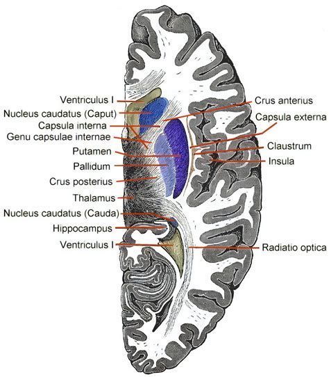 Basalganglien - Ars Neurochirurgica