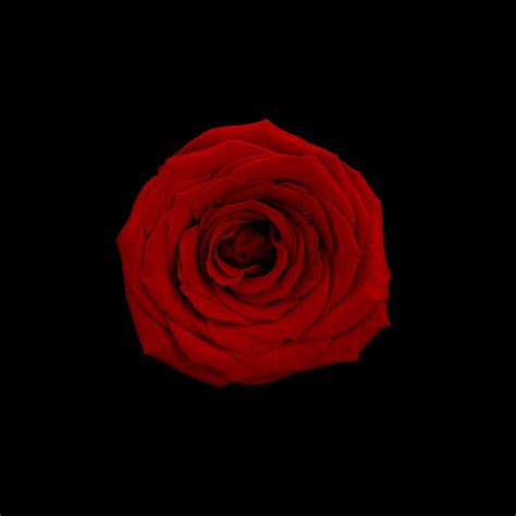 Details 100 white rose black background - Abzlocal.mx