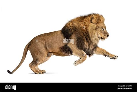 Male adult lion, Panthera leo, leaping, isolated on white Stock Photo - Alamy