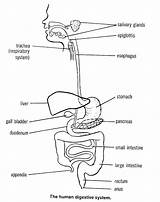Printable Digestive System Coloring Page sketch template