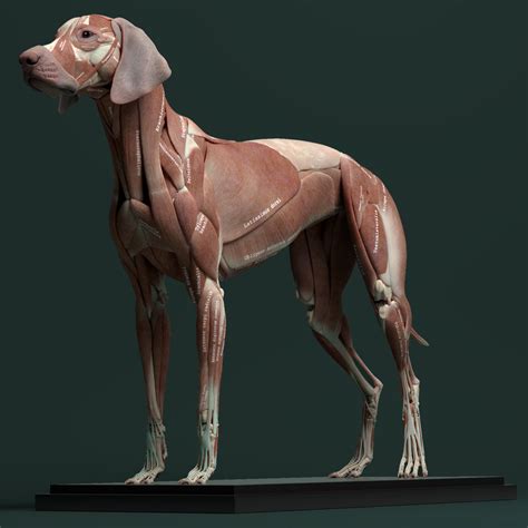 ArtStation - Canine Anatomy for 3D Artists, Jess O'Neill | Dog anatomy, Anatomy models, Animal ...