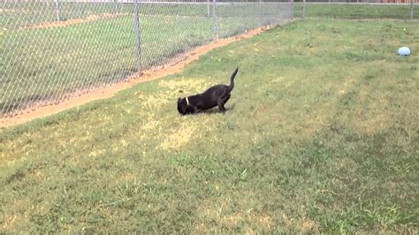 Black lab puppy for adoption - YouTube