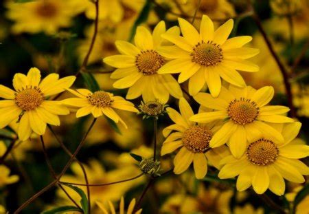 Yellow Daisies - Flowers & Nature Background Wallpapers on Desktop Nexus (Image 1386502)