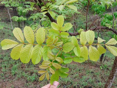 African Tuliptree Facts and Medicinal uses