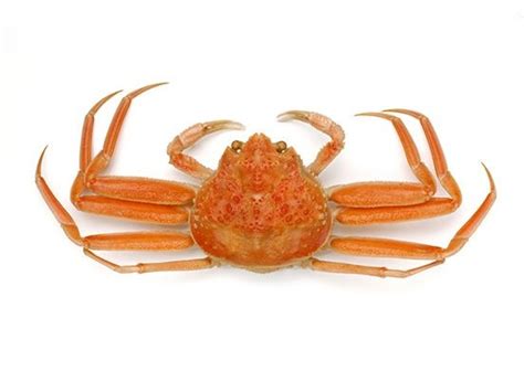 Snow Crab - Japanese food glossary SAVOR JAPAN -Japanese Restaurant Guide-