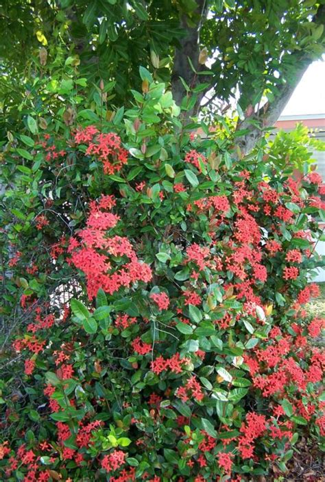 Fabulous Flowering Plants in Palm Harbor Florida