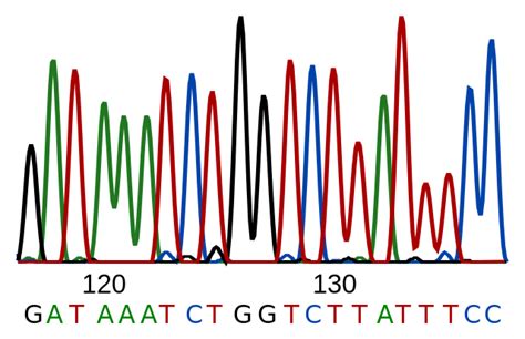 Wie funktioniert die DNA-Sequenzierung? - Nachrichten 2024