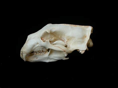 Polar Bear Skull Replica - SkeletonsAndSkullsSuperstore