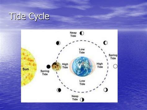 PPT - Tide Pools PowerPoint Presentation - ID:4457641