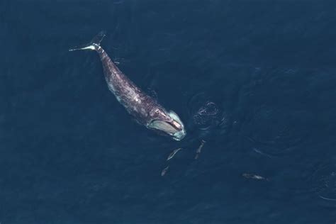 North Atlantic Right Whale Facts: Habitat, Diet, Conservation & More