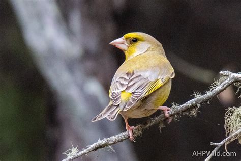 European Greenfinch – AHP Wild