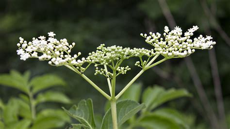 Rurification: Elderberry Flowers