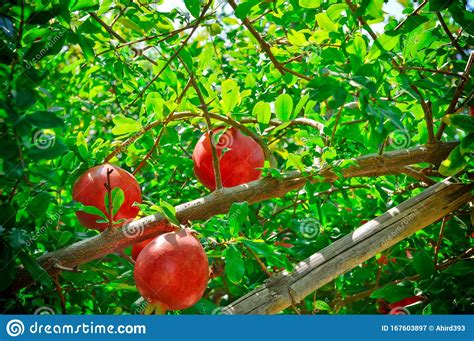 Pomegranate Fruits Cultivation of India ,anar Garden View,pomegranate Fruits Close Up View,red ...