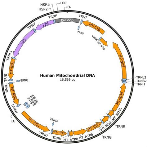 | Mitochondrial haplogroups/superhaplogroups differentially associated ...