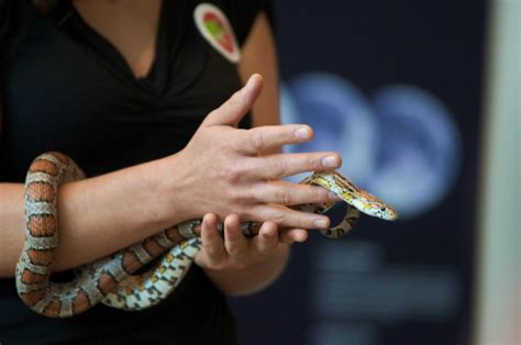 Caring for a Corn Snake (Plus: 3 More Pet Snakes for Beginners)