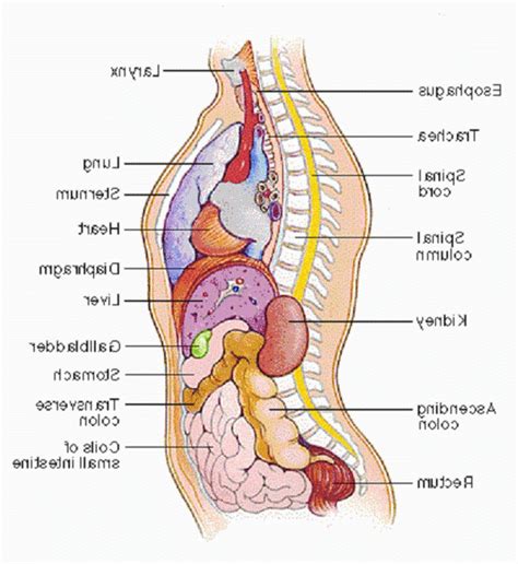 Navel Anatomy Diagram