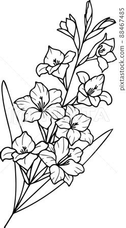 Gladiolus Flower Line Drawing | Best Flower Site