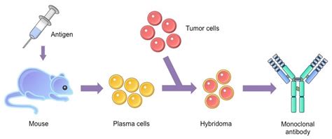 Monoclonal antibodies (Mabs): production by hybridoma technology, application and types - Online ...