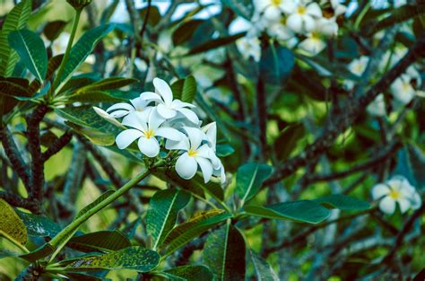 13 Popular Varieties of Gardenia