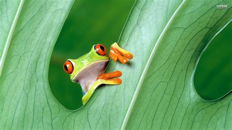 Frog High Definition Wallpapers