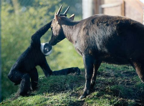 Anoa study, conservation in Indonesia: Telena Welsh Point Defiance Zoo