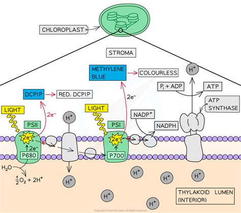 Practical: The Hill Reaction | Edexcel A (SNAB) A Level Biology Revision Notes 2015