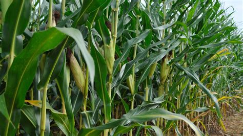 Stronger corn stalks could lead to greater food security | Clemson News