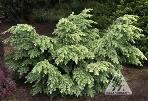 Tsuga mertensiana ‘Elizabeth’ - Hickory Hollow Nursery and Garden Center