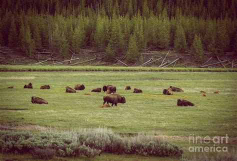 Buffalo Herd Photograph by Robert Bales