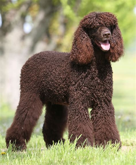 American Water Spaniel in show cut - My Doggy Rocks