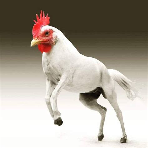 Wonderful And Weird Animal Hybrids I Guarantee You Will Want To Pet Them | Photoshopped animals ...