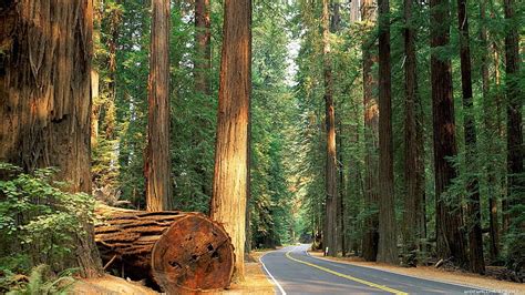 HD wallpaper: Del Norte Coast Redwoods State Park, California, Nature | Wallpaper Flare