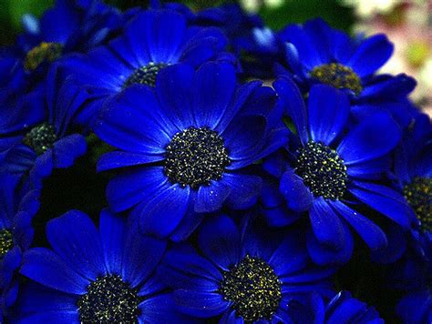 10 Most Beautiful Blue Flowers In The World - Yabibo