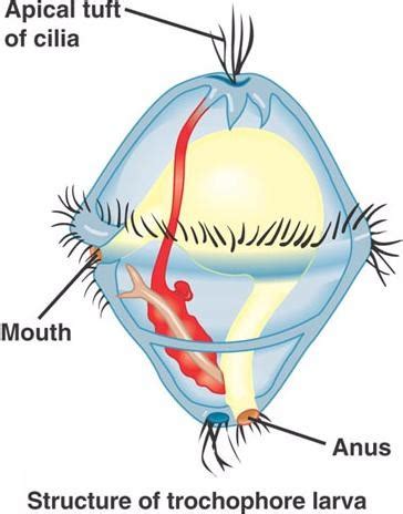 Phylum Mollusca Flashcards | Quizlet