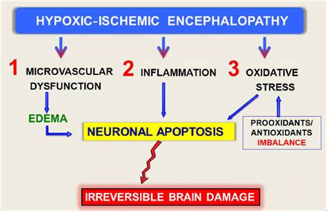 Pathophysiology Of Encephalopathy