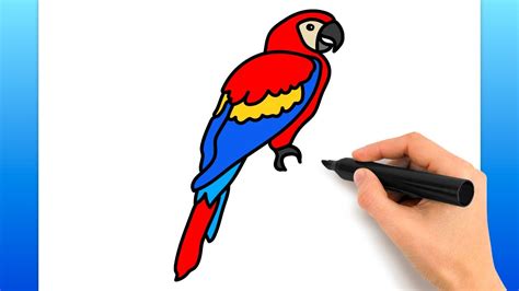 Macaw Drawing