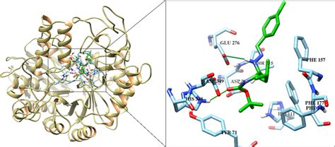 The 3D structure of α-glucosidase is shown in complex with the docked... | Download Scientific ...