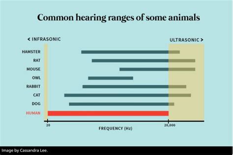 Common hearing ranges of some animals, including rabbits