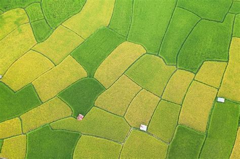 Premium Photo | Aerial view of the green and yellow rice field landscape different pattern at ...