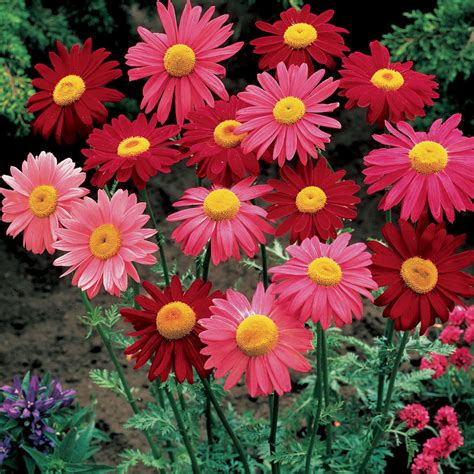 Robinson's Mix Pyrethrum Daisy Seeds | Weseeds.com