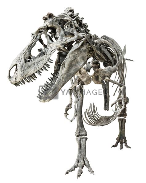 Tyrannosaurus Rex skeleton on isolated background by stockdevil Vectors ...