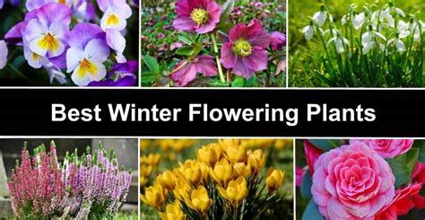 The Best Flowers For Winter - Plants that Flower in Winter (With Pictures)