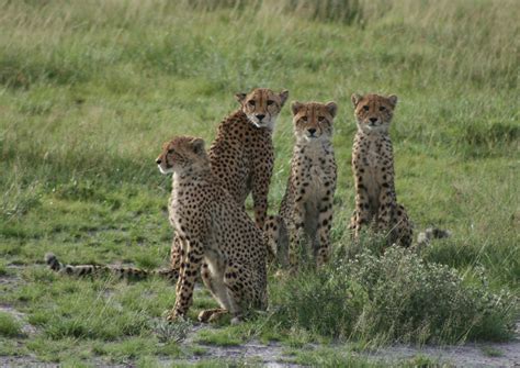 News - CHEETAH CONSERVATION BOTSWANA