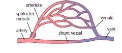 Blood vessels - A-Level Biology Revision