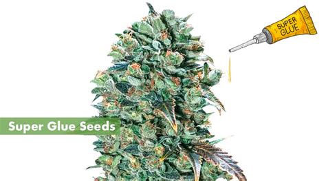 Where to Buy the Best Super Glue Seeds Online - 10Buds