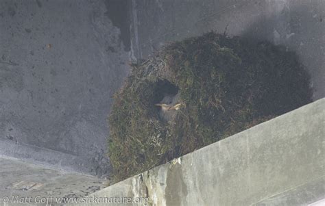 American Dipper Nest | Sitka Nature