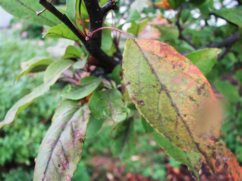 Common Diseases of Crabapple Trees | HubPages