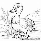 Duck Coloring Pages  Free & Printable sketch template