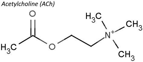 Acetylcholine ~ Detailed Information | Photos | Videos